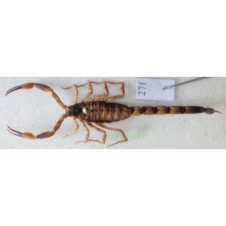 Mesobuthus martensii (Karsch, 1879) +50mm Indonesia, Java Is27f